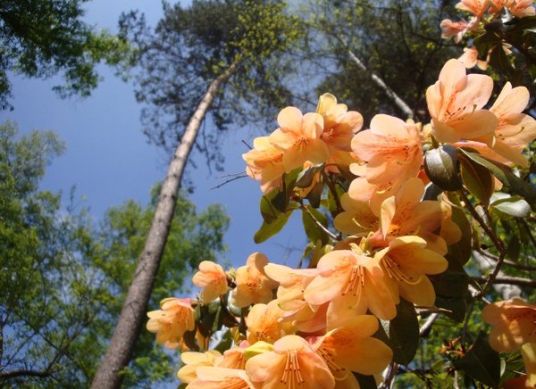 780 Rhododendron, Seeleger Moor