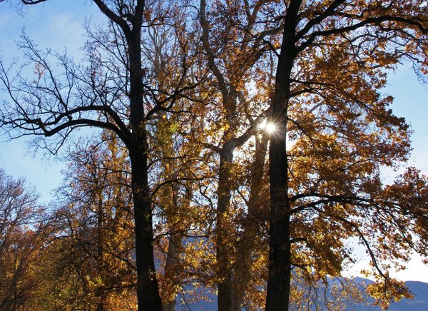 788 Bäume am Lago di Lugano
