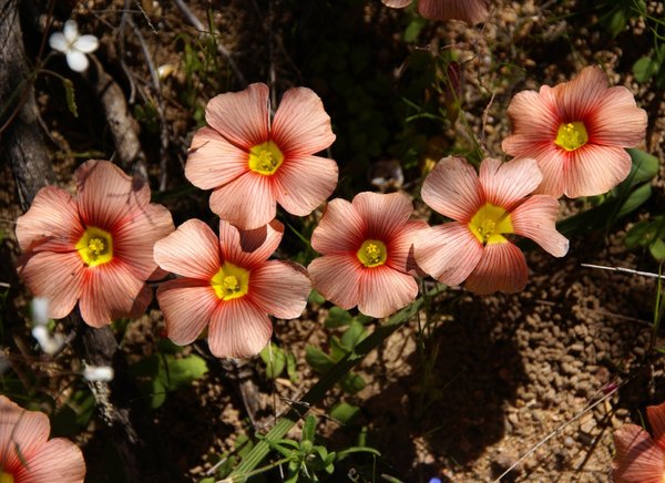 824 Im Skilpad Wildflower Reserve, Südafrika