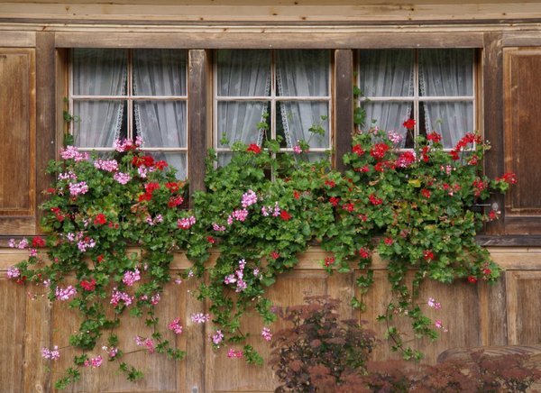 828 Blumenfenster im Toggenburg