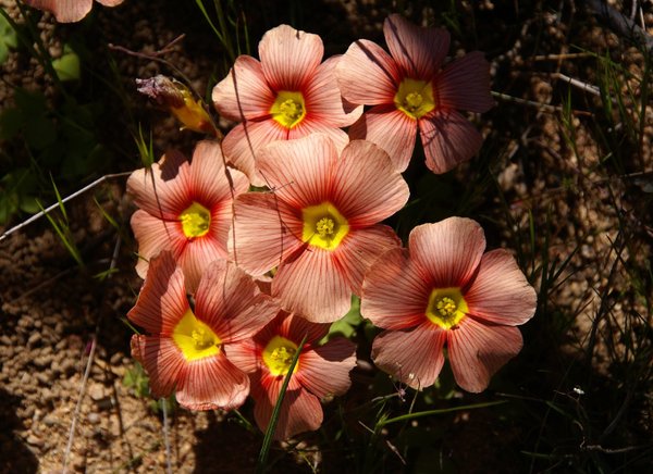 835 Im Skilpad Wildflower Reserve, Südafrika