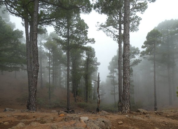 892 Nebelwald auf La Palma