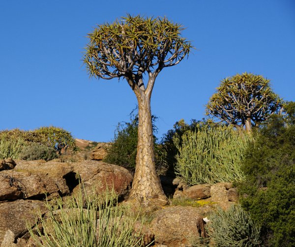 455 Köcherbäume Südafrika