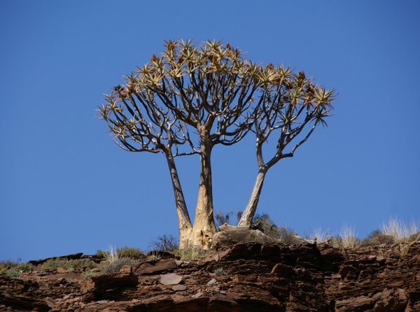 455 Köcherbäume Südafrika