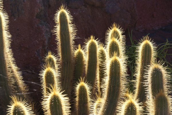 457 Jardín de Cactus Lanzarote