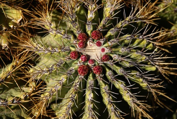457 Jardín de Cactus Lanzarote