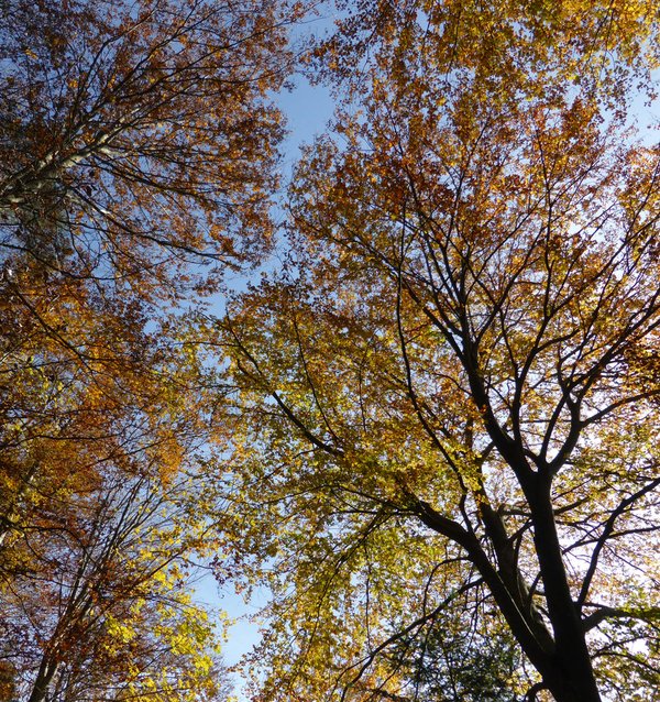 463 Herbstbäume
