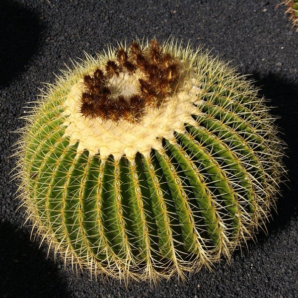 961 Jardín de Cactus, Lanzarote