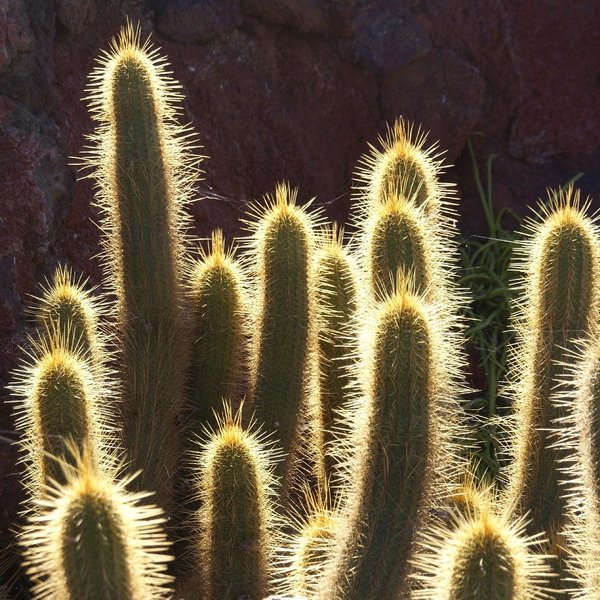 962 Jardín de Cactus, Lanzarote