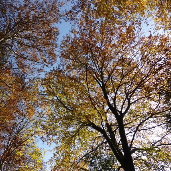 985 Herbstbäume im Chaltbrunnental BL