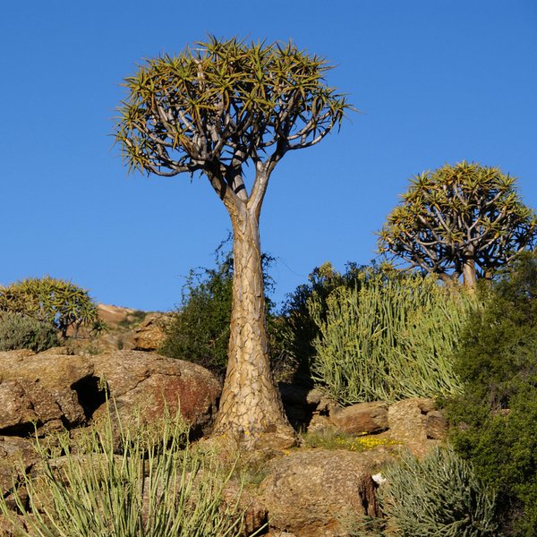 949 Köcherbäume im Goegap Nature Reserve, Südafrika