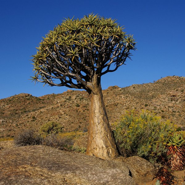 952 Köcherbaum im Goegap Nature Reserve, Südafrika