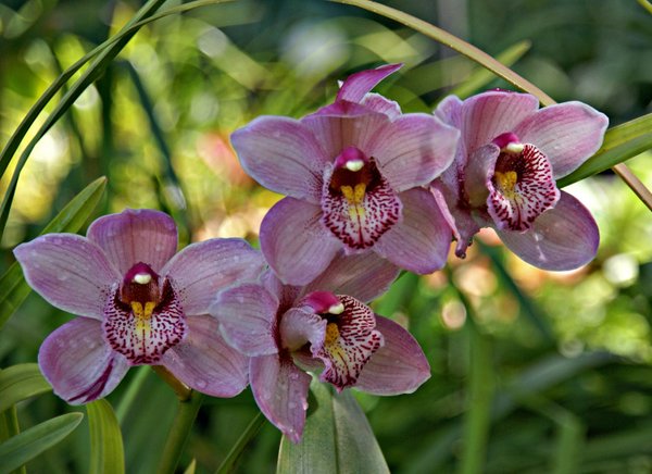 1024 Orchideen auf Teneriffa